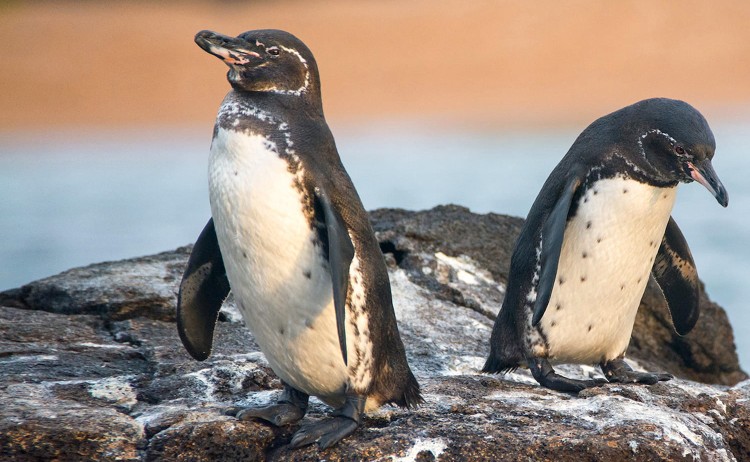 Penguins in Galapagos Island