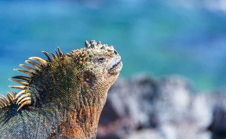 Marine Iguana 1