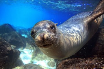 Galapagos: Ocean Spray | 6 days
