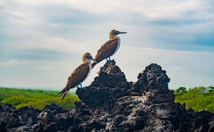 golden galapagos blue f boobies