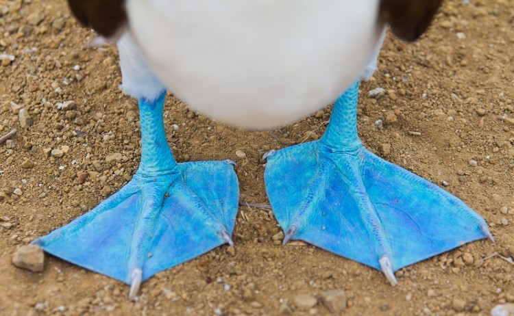 blue footed booby