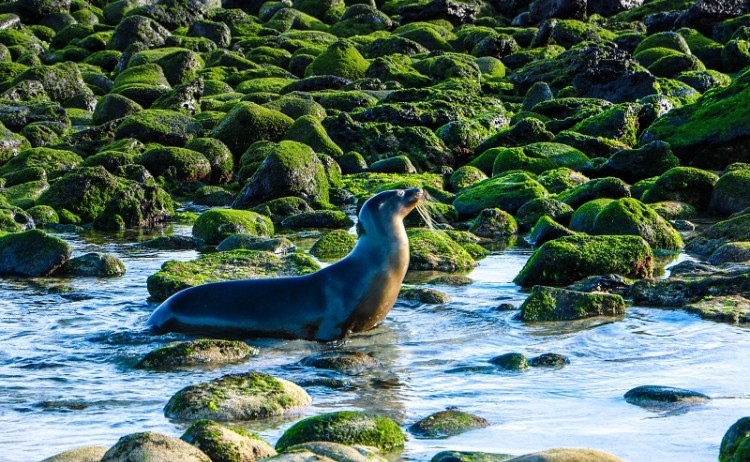 Galapagos wildlife