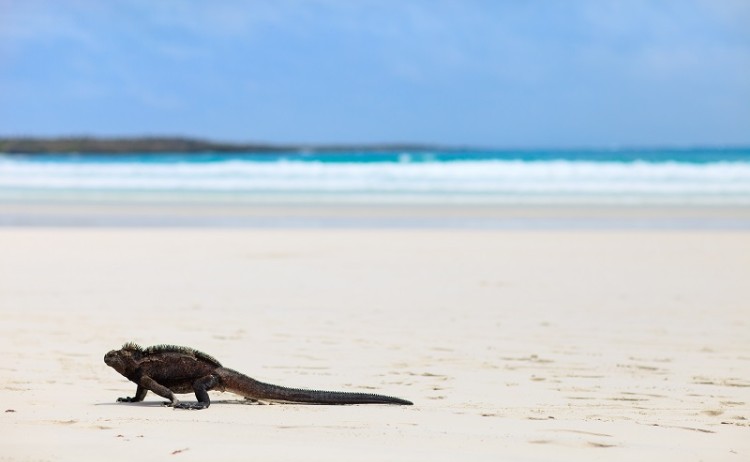 Iguana Galapagos