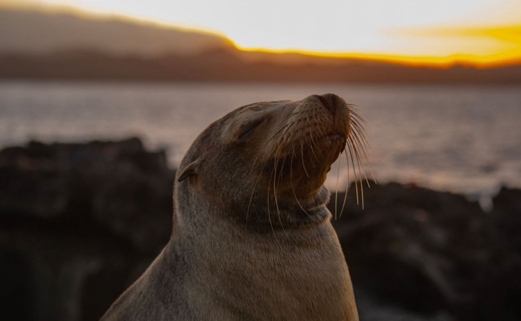 Galapagos Petrel cruise sea lion pup during sun set