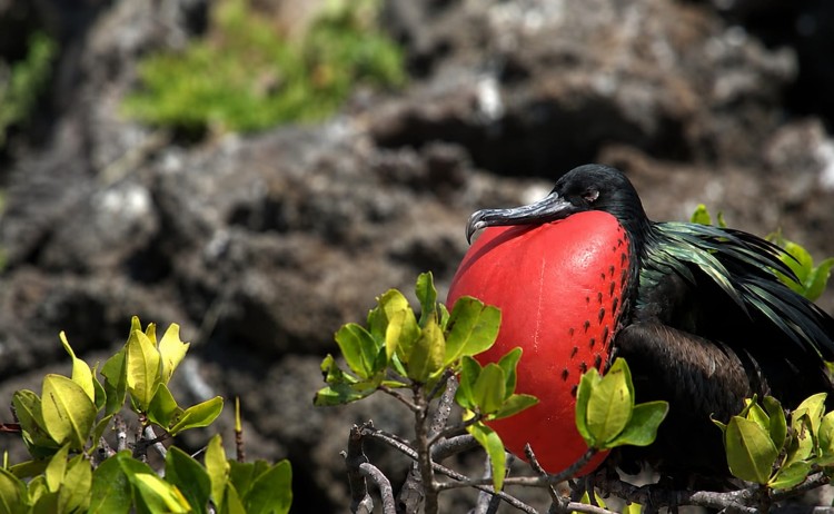 Galapagos Petrel cruise the magnifiscent frigatebird Golden galapagos