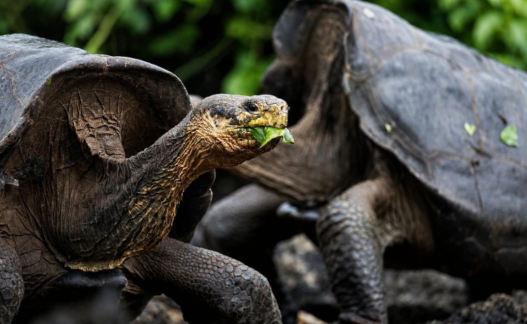 Galapagos Petrel yacht cruise Giant Tortoise