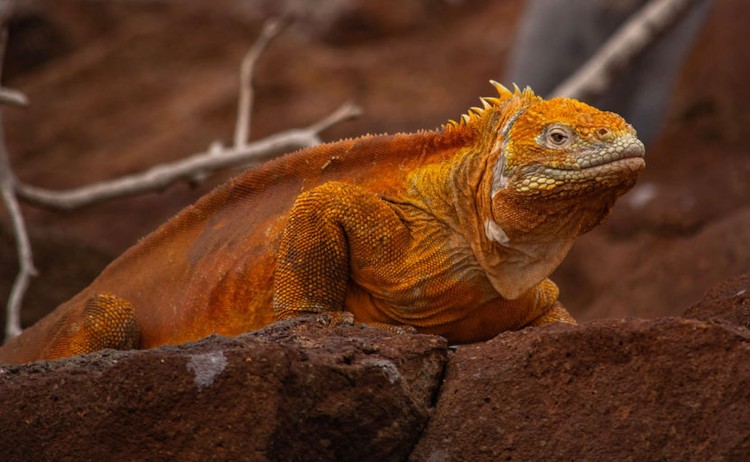 Petrel cruise in the Galapagos the land iguana