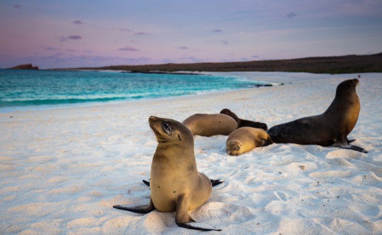 Galapagos Seals