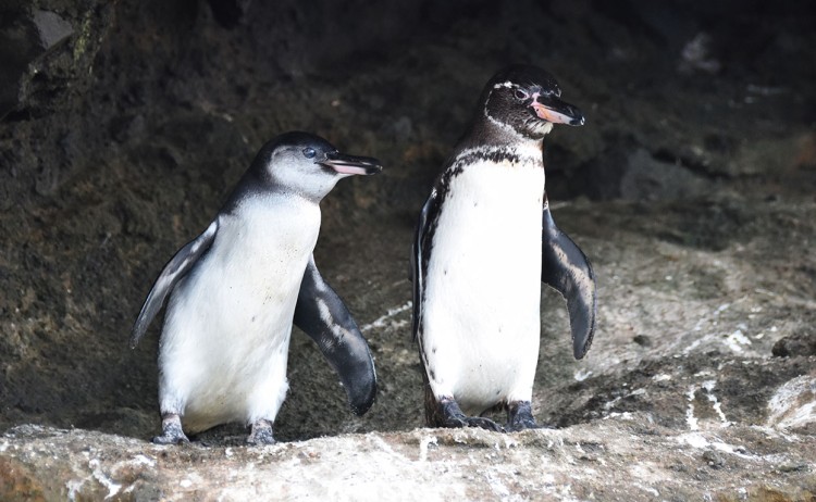 galapagos penguin galapagos islands ecuador Metro