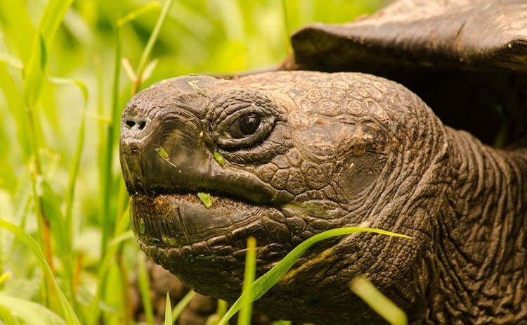 Close up of Giant Tortoise