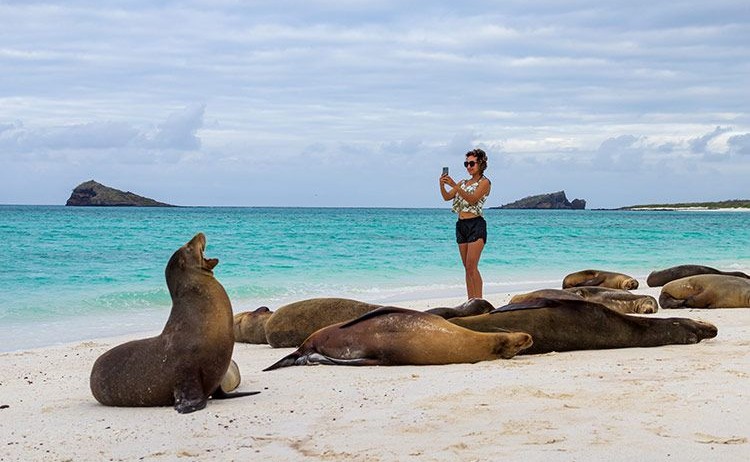 Galapagos SeaStar Tourist surrounded with Galapagos seals