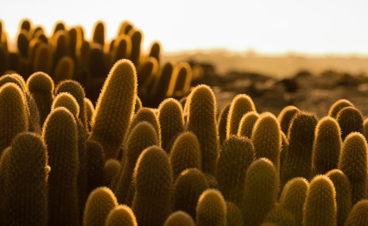 6 Galapagos Cactus Fernandina Island Latin Trails