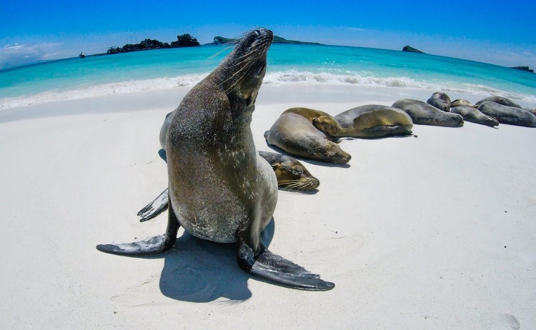 A group of seals basking on the shore of the Galapagos Islands