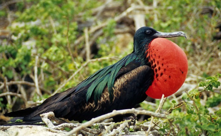 Frigatebird in Galaagos