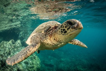 Galapagos: Seaman Journey | 5 days