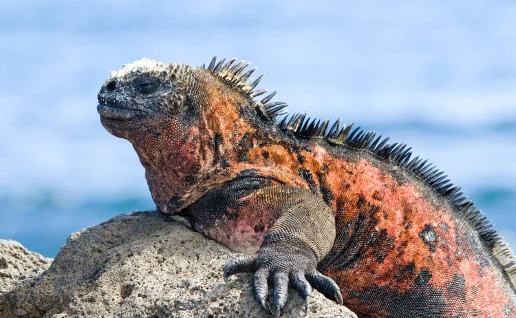 Galapagos island marine iguana