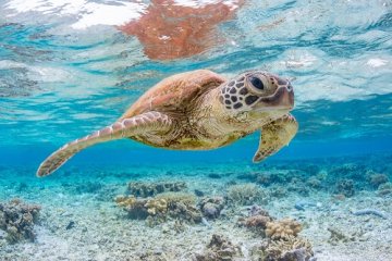 Galapagos: Seaman Journey | 5 days