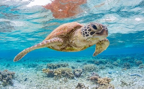 shutterstock 1453313594