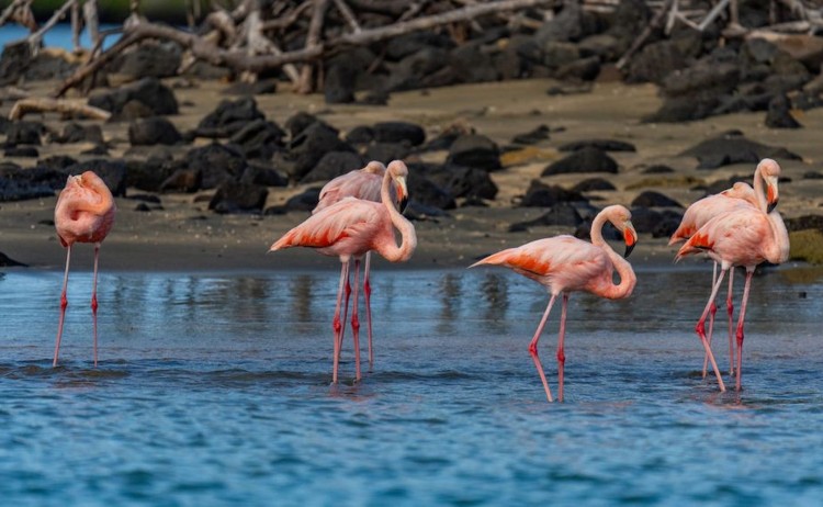 Galapagos Flamingos