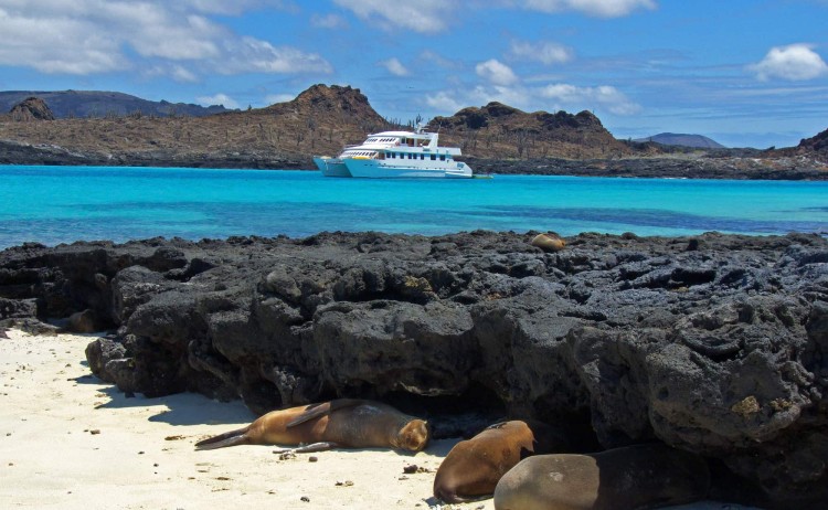 Galapagos Seaman journey with seals