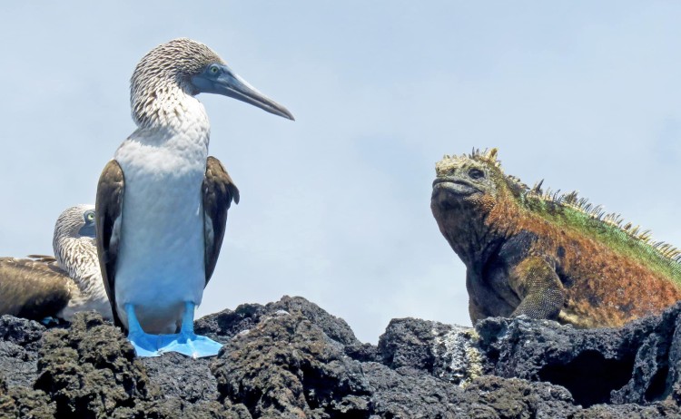 Galapagos island blue footed booby and marine iguana