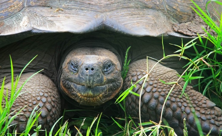 Giant tortoise in Galapagos
