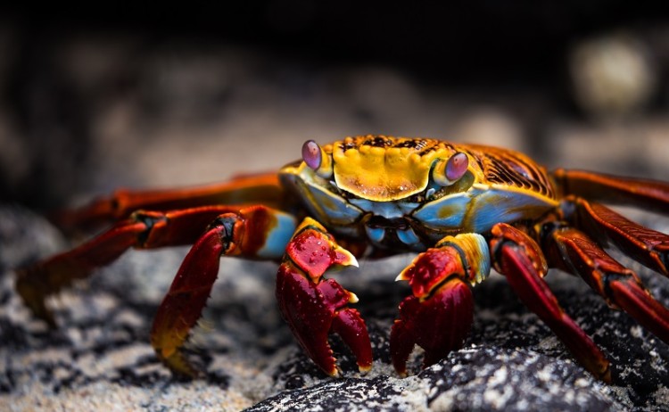 Sally Lightfoot crab