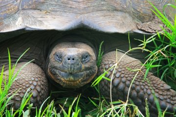 Galapagos: Seaman Journey | 7 days