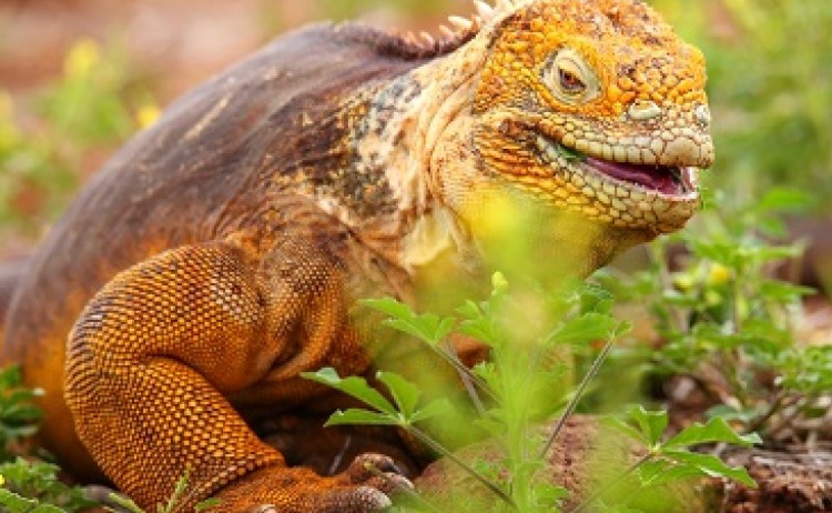 Galapagos Seaman journey, land iguana