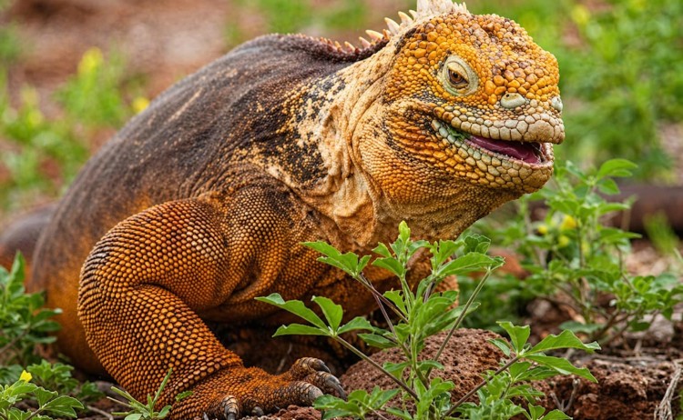 Galapagos island land iguana
