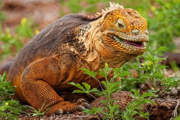 Galapagos: Seaman Journey | 9 days