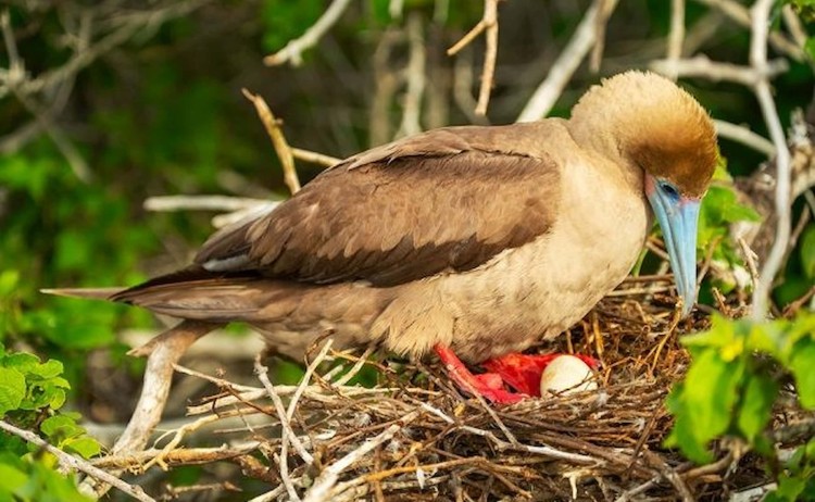 Galapagos red footed boobie