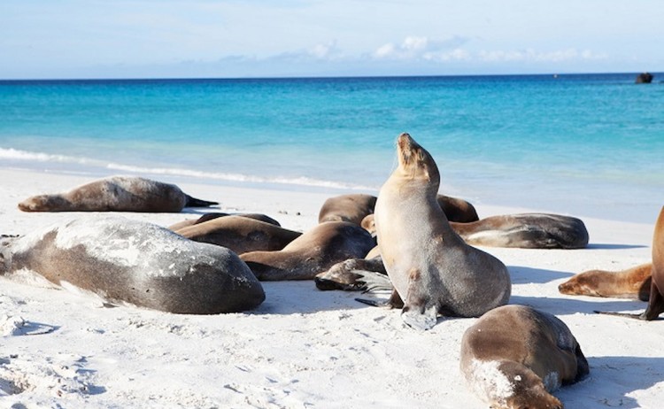 Group of seals basking in the shore of Galapagos island