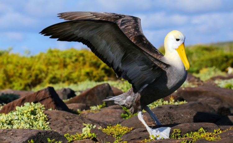 Galapagos galaxy Sirius the waved albatross in Espanola Island
