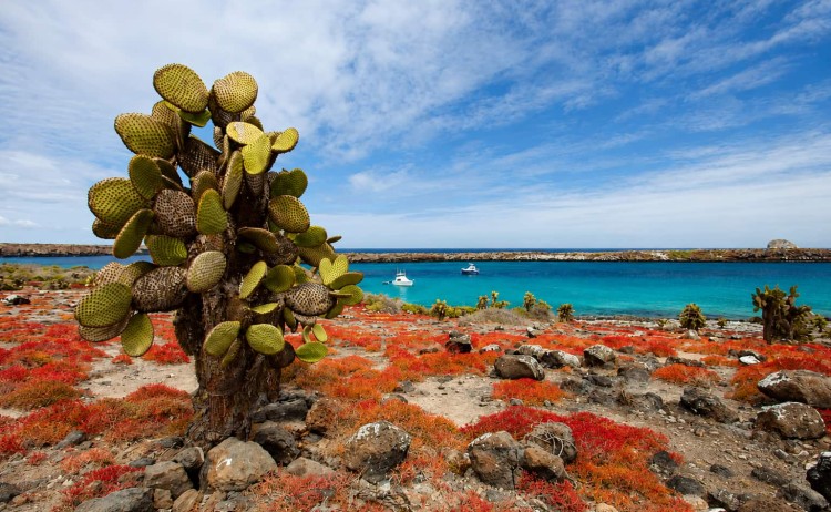 Galapagos giant prickly pear cactus in South Plaza island