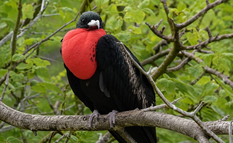 Galaxy Sirius cuise Frigatebird in Galapagos