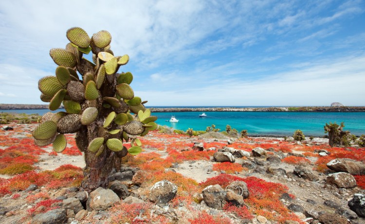 Beautiful landscape of Galapagos South Plaza island v2