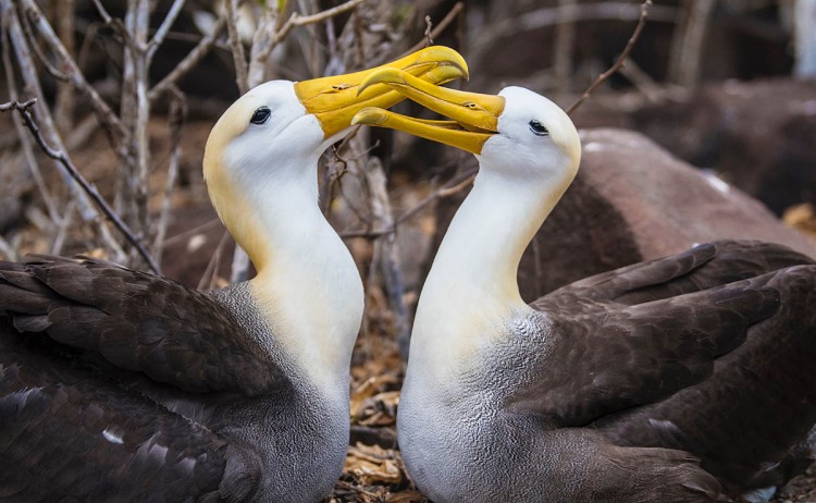 Solaris albatross in Galapagos islands