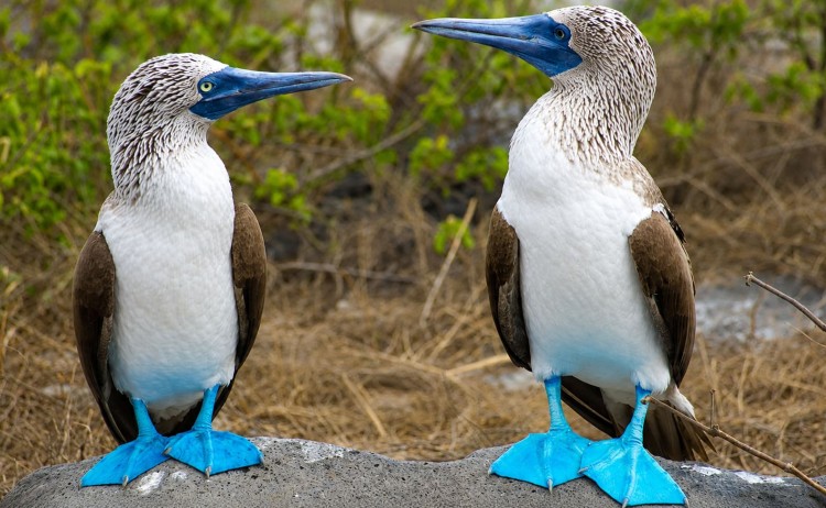 Solaris blue footed boobies in the Galapagos Island