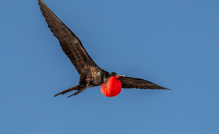 frigate bird galapagos islands ecuador metro