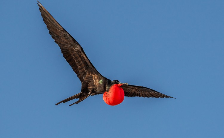 frigate bird galapagos islands ecuador metro