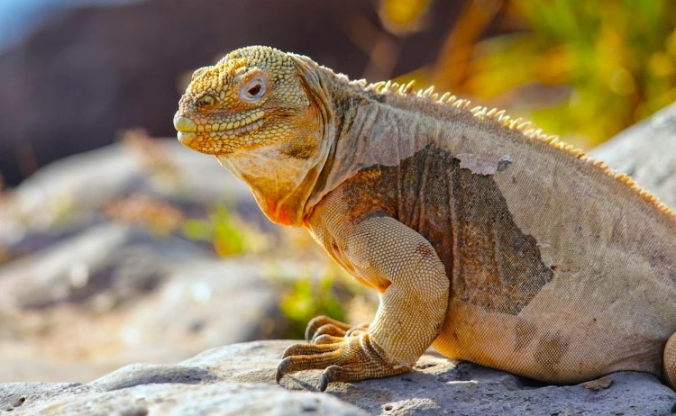 Galapagos Treasure Land iguana