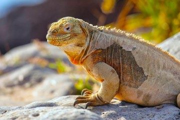 Galapagos: Treasure of Galapagos | 5 Days