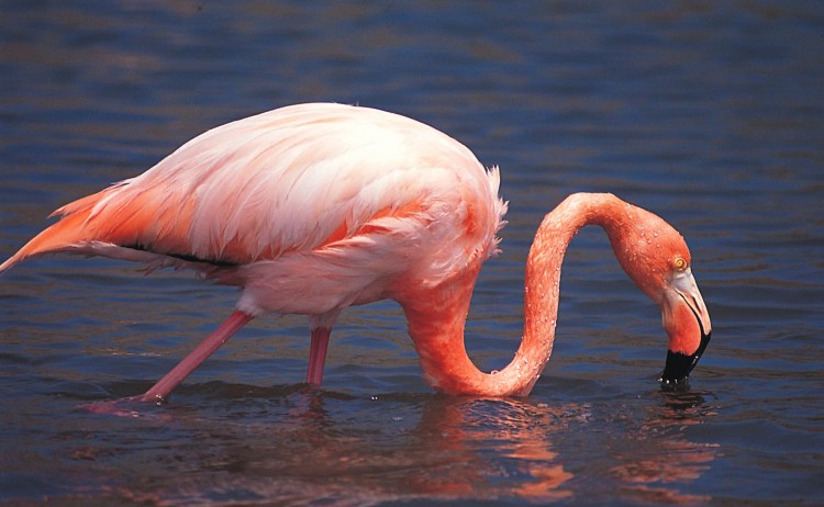 Galapagos Treasure flamingo