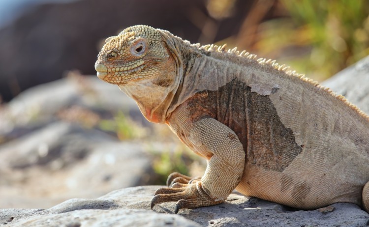 Land Iguana in Galapagos Island