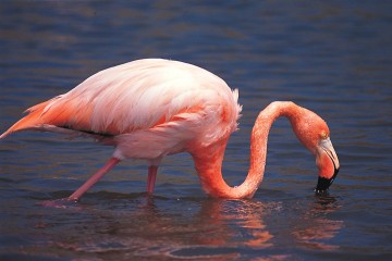 Galapagos: Treasure of Galapagos  | 7 days