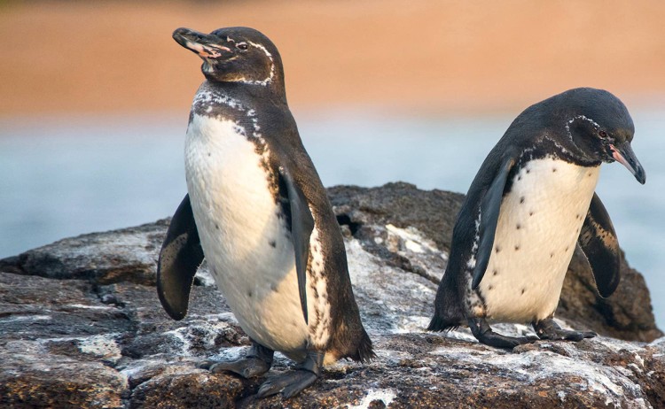 galapagos Treasure penguin