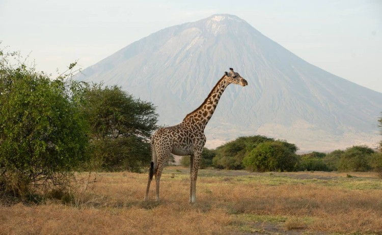 Lake Natron Camp Giraffe and mountain background