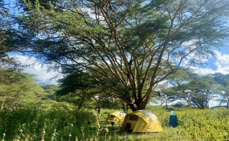 Leonotis camp