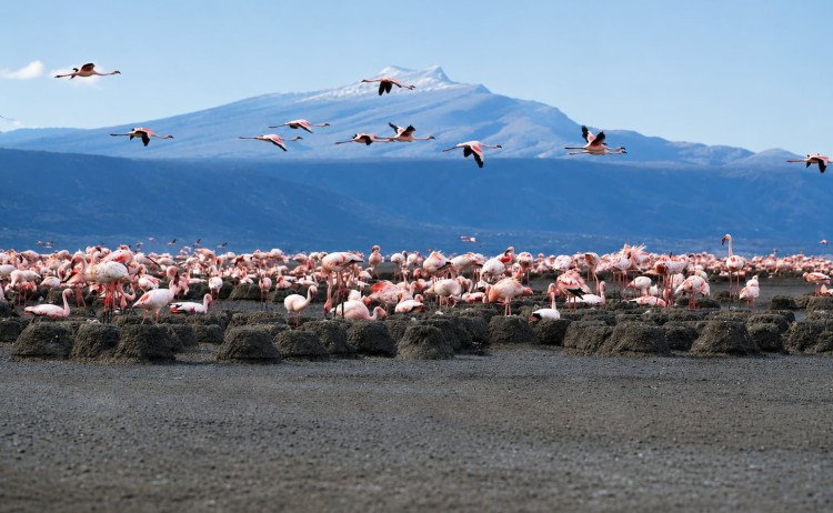 Rift Valey trek Lake Natron Flaminggo rich shore